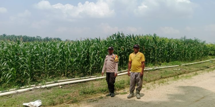 Polsek Bunut Monitoring Jagung Pipil di PT. Serikat Putra Bukit Raja Estate, Dukung Ketahanan Pangan di Desa Sialang Kayu Batu