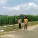 Polsek Bunut Monitoring Jagung Pipil di PT. Serikat Putra Bukit Raja Estate, Dukung Ketahanan Pangan di Desa Sialang Kayu Batu