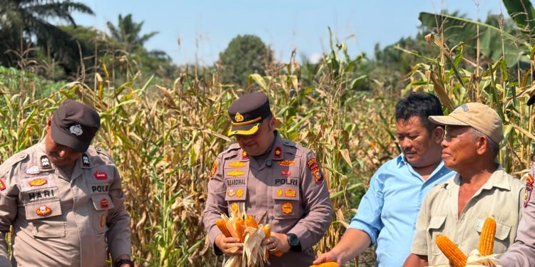 Panen Jagung di Desa Ngaso, Polres Rohul melalui Polsek Ujung Batu Perkuat Ketahanan Pangan dan Dukung Swasembada Nasional