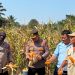 Panen Jagung di Desa Ngaso, Polres Rohul melalui Polsek Ujung Batu Perkuat Ketahanan Pangan dan Dukung Swasembada Nasional
