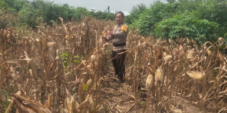 Polsek Bandar Sei Kijang Monitoring Jagung Pipil BUMDes di Desa Lubuk Ogung, Dukung Asta Cita Ketahanan Pangan
