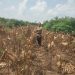 Polsek Bandar Sei Kijang Monitoring Jagung Pipil BUMDes di Desa Lubuk Ogung, Dukung Asta Cita Ketahanan Pangan