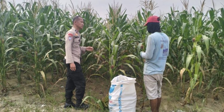 Polsek Pkl Kerinci Cek Jagung Pipil Kuartal III di Kelompok Tani dukung ketahanan pangan Km 55, Tanaman Tumbuh Subur