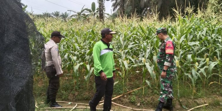 Sinergi TNI-Polri, Bhabin dan Babinsa Tinjau Lahan Jagung Pipil Ketahanan Pangan di Desa Air Emas Ukui