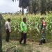Sinergi TNI-Polri, Bhabin dan Babinsa Tinjau Lahan Jagung Pipil Ketahanan Pangan di Desa Air Emas Ukui