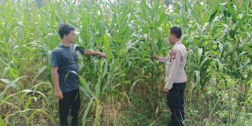Polsek Kuantan Mudik Cek Perkembangan Jagung Pipil, Dukung Program Swasembada Pangan 2026