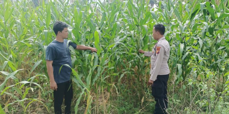 Polsek Kuantan Mudik Cek Perkembangan Jagung Pipil, Dukung Program Swasembada Pangan 2026