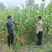 Polsek Kuantan Mudik Cek Perkembangan Jagung Pipil, Dukung Program Swasembada Pangan 2026