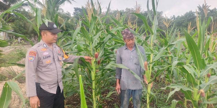 Bhabinkamtibmas Polsek Ukui Cek Pertumbuhan Jagung Pipil di Lahan TKD Desa Kampung Baru, Dukung Program Ketahanan Pangan