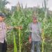Bhabinkamtibmas Polsek Ukui Cek Pertumbuhan Jagung Pipil di Lahan TKD Desa Kampung Baru, Dukung Program Ketahanan Pangan