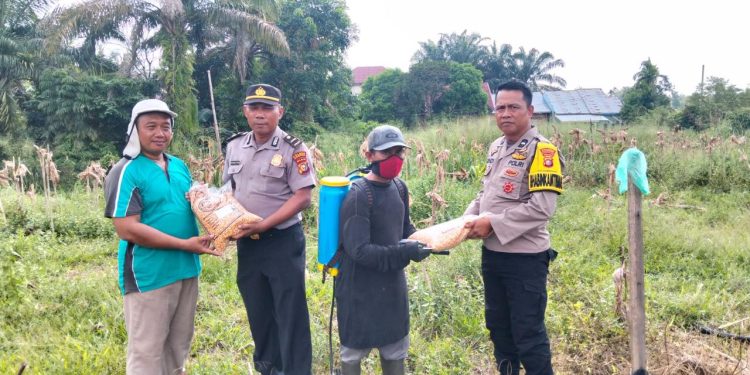 Polsek Kampar Kiri Menyerahkan Bantuan Bibit Jagung Pipil pada Kelompok Tani Hidayah Harapan Dalam Mendukung Ketahanan Pangan