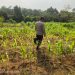 Polsek Bunut Rawat Lahan Jagung Pipil di Desa Petani, Dukung Ketahanan Pangan