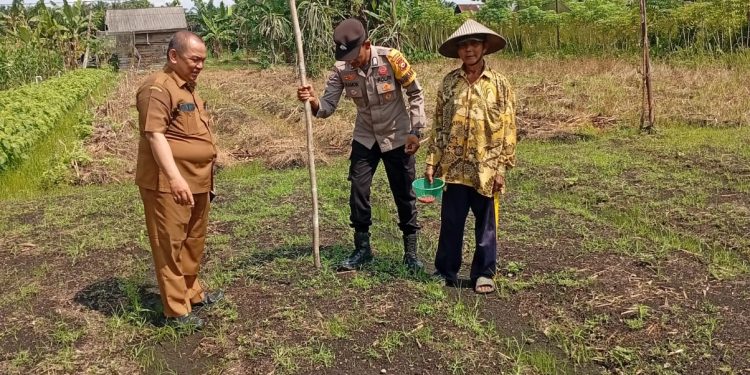 Dukung Program Ketahanan Pangan, Polsek Kampar Kiri Hilir Bersama Kelompok Tani Rukun Sentosa Tanam Jagung Pipil Tumpang Sari