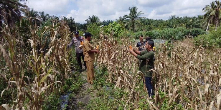 Polsek Tapung Hilir Dukung Program Ketahanan Pangan, Panen 250 Kg Jagung Pipil Bersama BUMDes Tunas Harapan