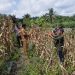 Polsek Tapung Hilir Dukung Program Ketahanan Pangan, Panen 250 Kg Jagung Pipil Bersama BUMDes Tunas Harapan