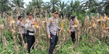 Polsek Pangkalan Kuras Matangkan Persiapan Panen Raya Jagung Pipil Kuartal III perkuat Ketahanan Pangan