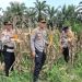 Polsek Pangkalan Kuras Matangkan Persiapan Panen Raya Jagung Pipil Kuartal III perkuat Ketahanan Pangan