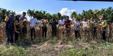 Panen Raya Jagung Pipil Tahap II di Desa Air Emas, Sinergi Pemerintah dan Polri Dukung Swasembada Pangan