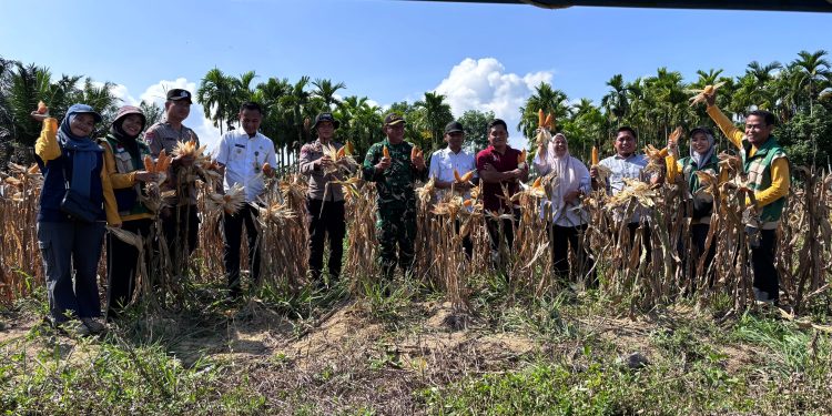 Panen Raya Jagung Pipil Tahap II di Desa Air Emas, Sinergi Pemerintah dan Polri Dukung Swasembada Pangan
