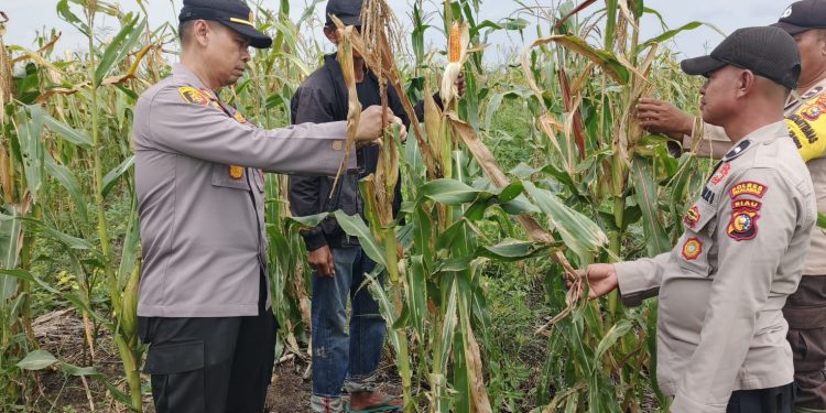 Kapolsek Kuala Kampar Tinjau Lahan Jagung 15 Ha Poktan Senang Jaya, Dukung Ketahanan Pangan di Desa Sungai Solok