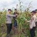 Kapolsek Kuala Kampar Tinjau Lahan Jagung 15 Ha Poktan Senang Jaya, Dukung Ketahanan Pangan di Desa Sungai Solok