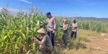 Polres Rokan Hulu Cek Perkembangan Jagung di Lahan 6 Hektare, Perkuat Dukungan Ketahanan Pangan Nasional