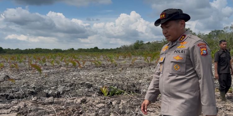 Kapolda Riau Datangi Lokasi Perusakan Mangrove Seluas 118 Hektare di Rohil, 2 Pelaku Ditangkap