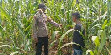 Polsek Kuantan Mudik Cek Tanaman Jagung 76 Hari Tanam, Dukung Program Swasembada Pangan Nasional