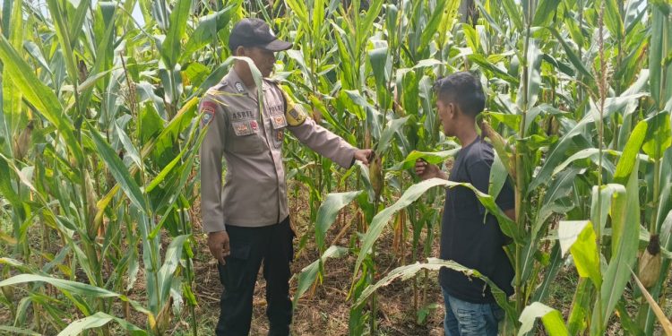 Polsek Kuantan Mudik Cek Tanaman Jagung 76 Hari Tanam, Dukung Program Swasembada Pangan Nasional