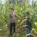 Polsek Kuantan Mudik Cek Tanaman Jagung 76 Hari Tanam, Dukung Program Swasembada Pangan Nasional