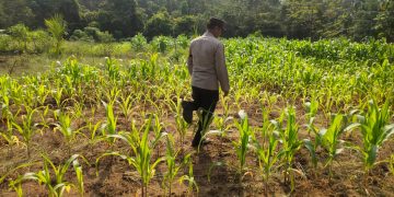 Polsek Bunut Lakukan Pengecekan Lahan Ketahanan Pangan Jagung Pipil di Desa Petani