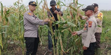 Polsek Kuala Kampar Pantau Perkembangan Lahan Jagung Pipil 15 Ha mendukung ketahanan pangan