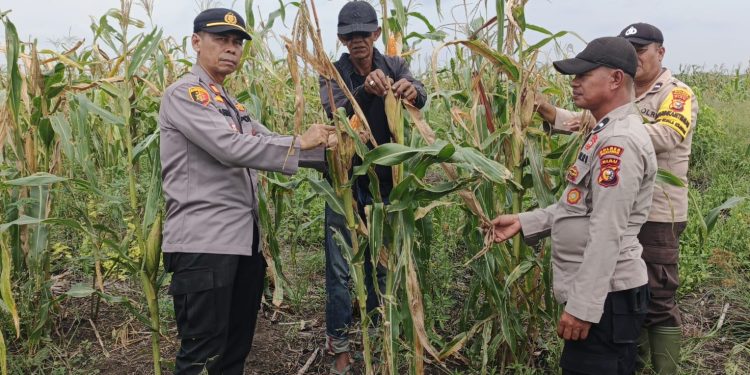 Polsek Kuala Kampar Pantau Perkembangan Lahan Jagung Pipil 15 Ha mendukung ketahanan pangan