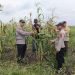 Polsek Kuala Kampar Pantau Perkembangan Lahan Jagung Pipil 15 Ha mendukung ketahanan pangan