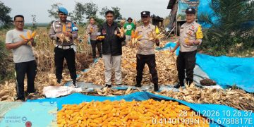 Polsek Bandar Sei Kijang Panen Jagung Pipil 1 Ton di Lubuk Ogong Dukung Program Asta Cita Ketahanan Pangan