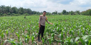 Polsek Ukui Monitoring Lahan Jagung Pipil 3 Hektar di Air Hitam Dukung Ketahanan Pangan Nasional