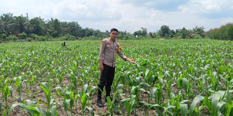 Polsek Ukui Monitoring Lahan Jagung Pipil 3 Hektar di Air Hitam Dukung Ketahanan Pangan Nasional