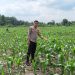 Polsek Ukui Monitoring Lahan Jagung Pipil 3 Hektar di Air Hitam Dukung Ketahanan Pangan Nasional