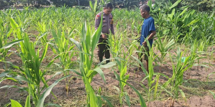 BHABINKAMTIBMAS DESA KOTA BANGUN PERIKSA TANAMAN JAGUNG PIPIL – DUKUNG PROGRAM KETAHANAN PANGAN