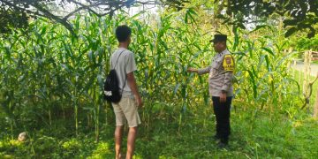 Polsek Hulu Kuantan Cek Perkembangan Jagung Ketahanan Pangan di Desa Sungai Alah, Dukung Swasembada Pangan 2026