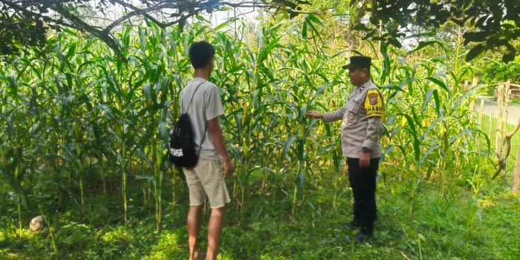 Polsek Hulu Kuantan Cek Perkembangan Jagung Ketahanan Pangan di Desa Sungai Alah, Dukung Swasembada Pangan 2026