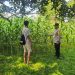 Polsek Hulu Kuantan Cek Perkembangan Jagung Ketahanan Pangan di Desa Sungai Alah, Dukung Swasembada Pangan 2026