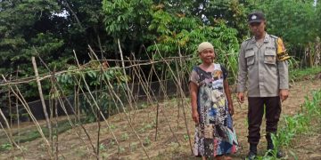 Bhabinkamtibmas Polsek Langgam Monitoring Tanaman Jagung Manis Pekarangan di Desa Penarikan Dukung Asta Cita Ketahanan Pangan