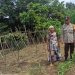 Bhabinkamtibmas Polsek Langgam Monitoring Tanaman Jagung Manis Pekarangan di Desa Penarikan Dukung Asta Cita Ketahanan Pangan