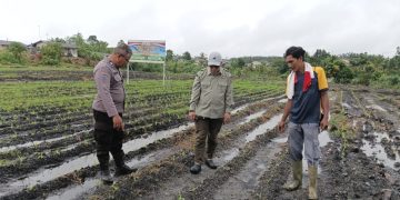 Monitoring Pertumbuhan Jagung Pipil, Bhabinkamtibmas Polsek Tualang Pastikan Program Ketahanan Pangan Berjalan Optimal