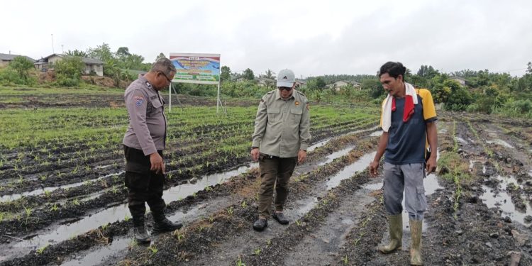 Monitoring Pertumbuhan Jagung Pipil, Bhabinkamtibmas Polsek Tualang Pastikan Program Ketahanan Pangan Berjalan Optimal