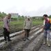 Monitoring Pertumbuhan Jagung Pipil, Bhabinkamtibmas Polsek Tualang Pastikan Program Ketahanan Pangan Berjalan Optimal
