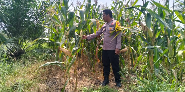 Bhabinkamtibmas Polsek Pkl. Kuras Cek Pertumbuhan Jagung Pipil 10 Ha di Sialang Indah Dukung Ketahanan Pangan