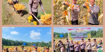 Polsek Ukui Panen Raya Jagung Serentak Kuartal II di Desa Bukit Gajah