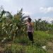 Polres Kuansing Dukung Swasembada Pangan, Panen 500 Kilogram Jagung Pipil di Desa Koto Baru